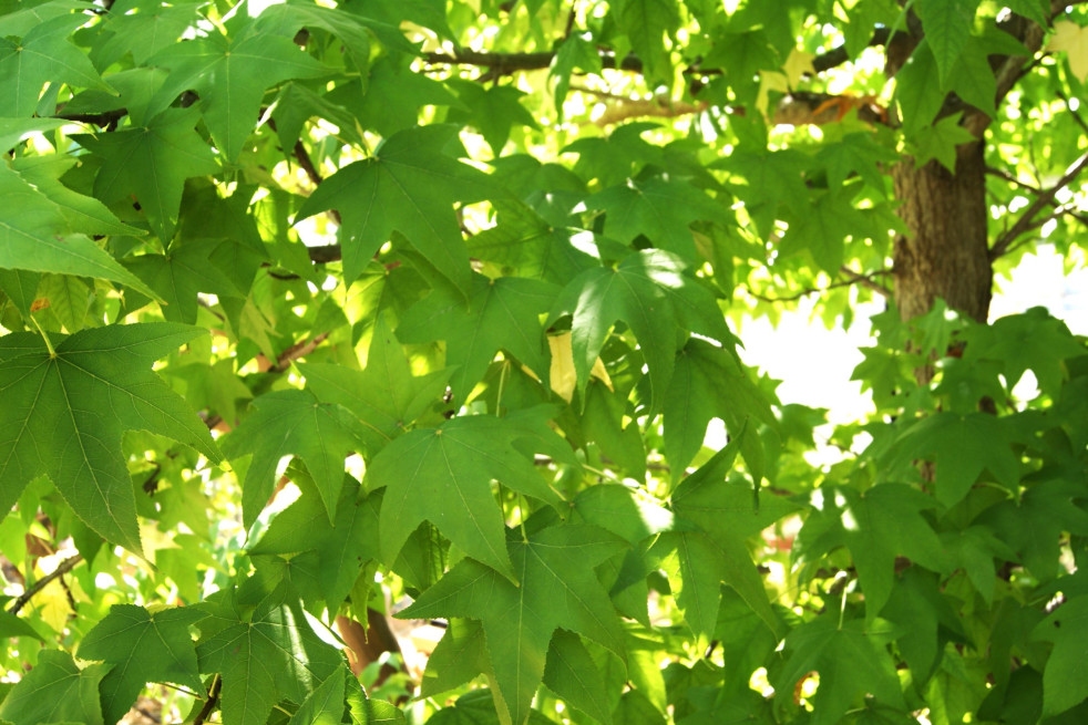 Liquidambar styraciflua Lane Roberts - Jardins du Monde.be