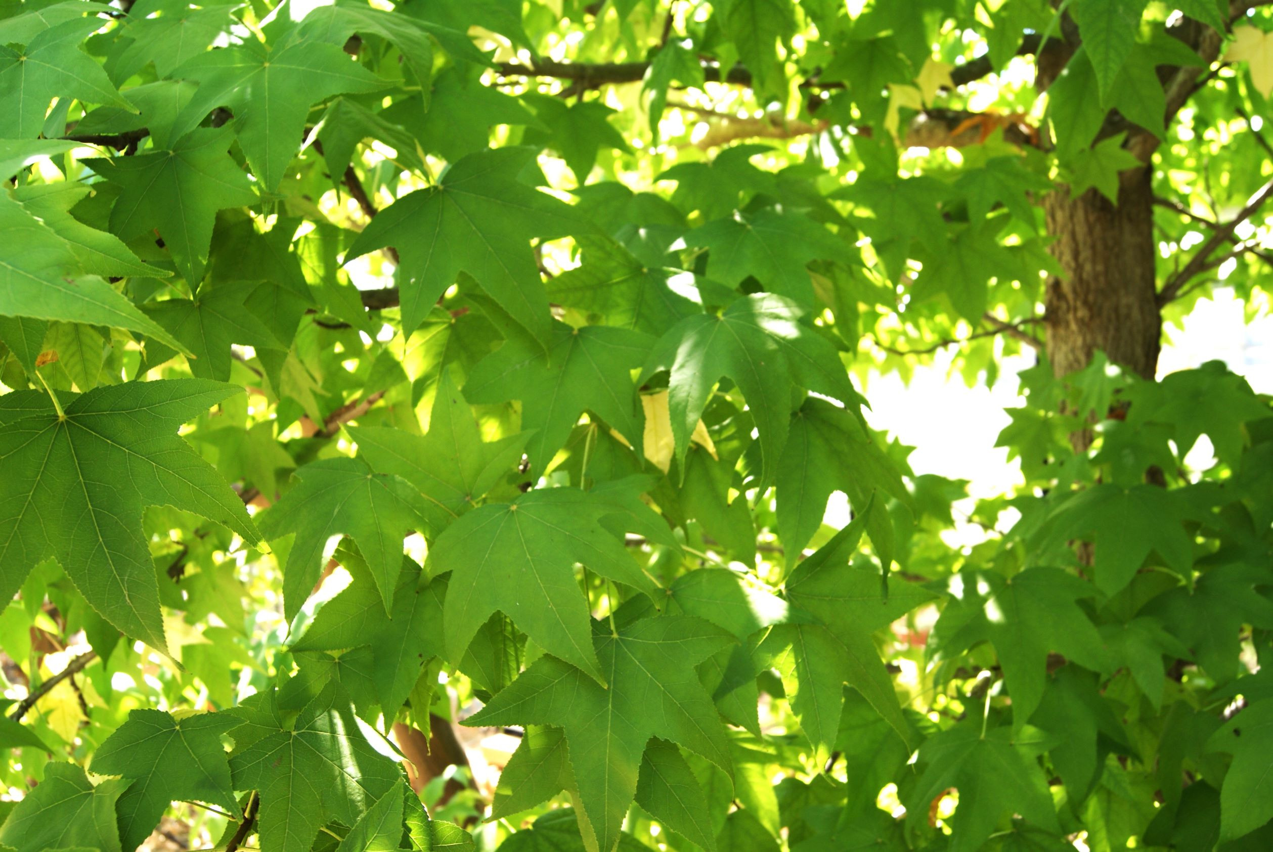 American Sweetgum Lane Roberts