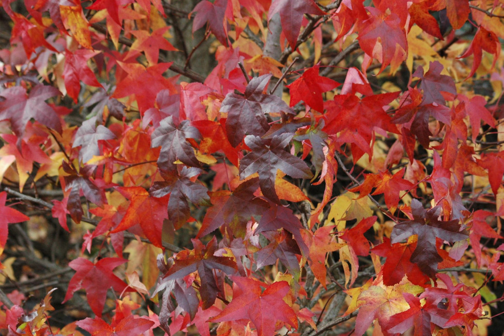 Liquidambar styraciflua Lane Roberts - Jardins du Monde.be