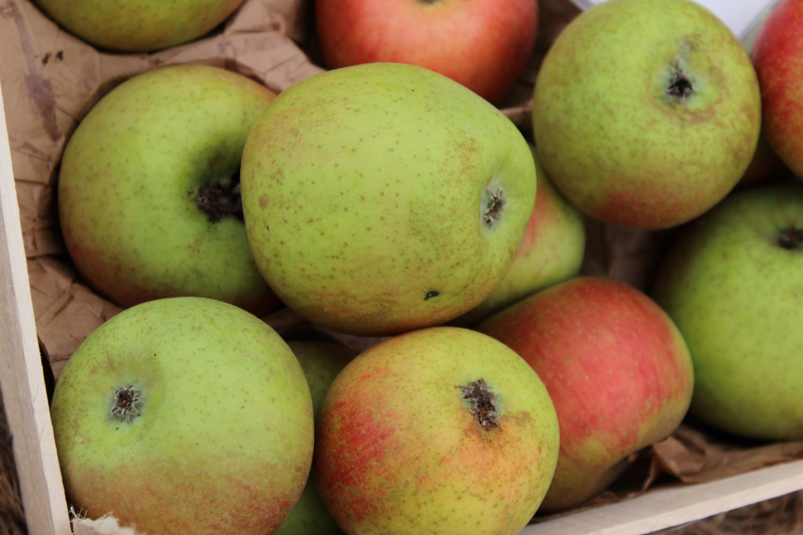 Reinette de Chênée apple tree