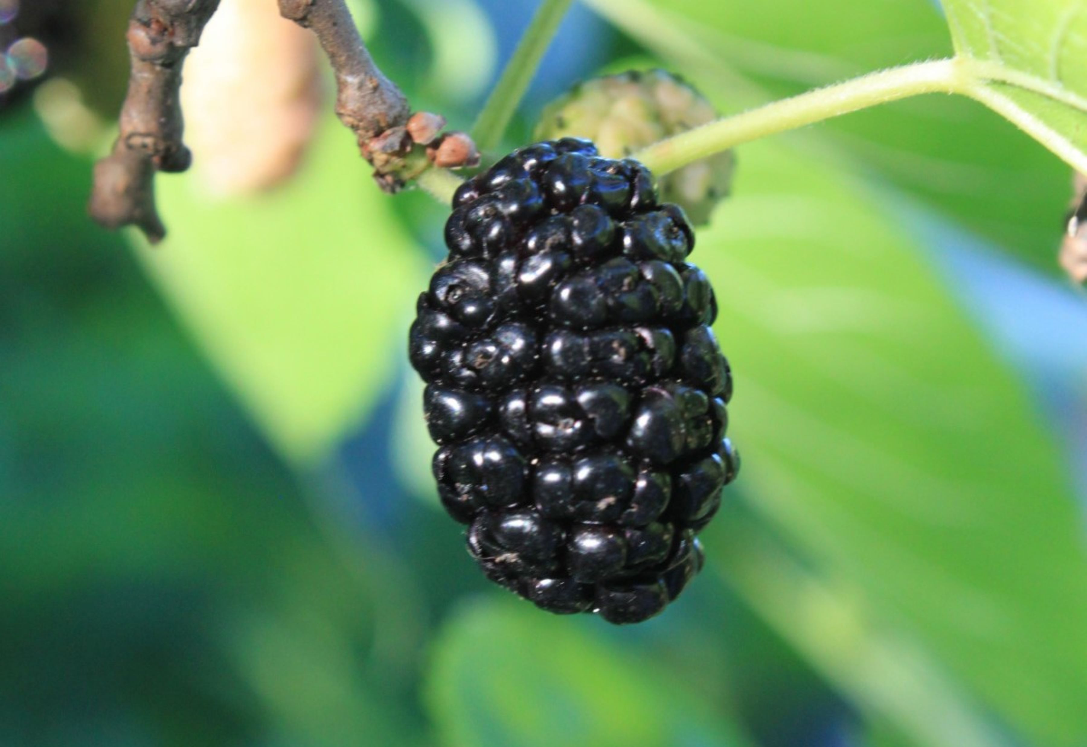 White mulberry Milanowek