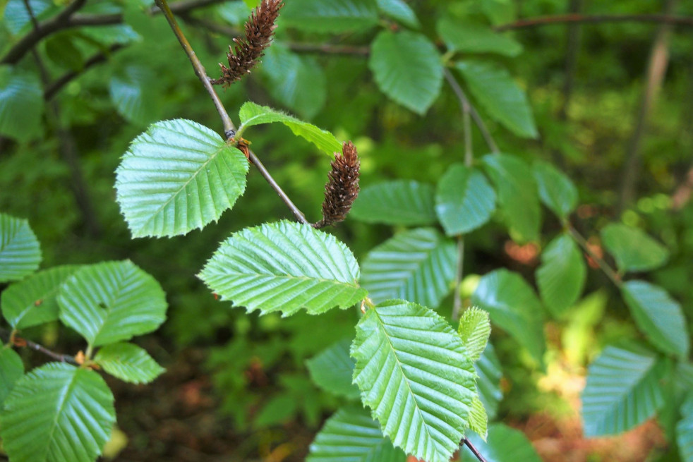 Betula medwediewii - Agnieszka Kwiecień, Nova, CC BY-SA 4.0, via Wikimedia Commons