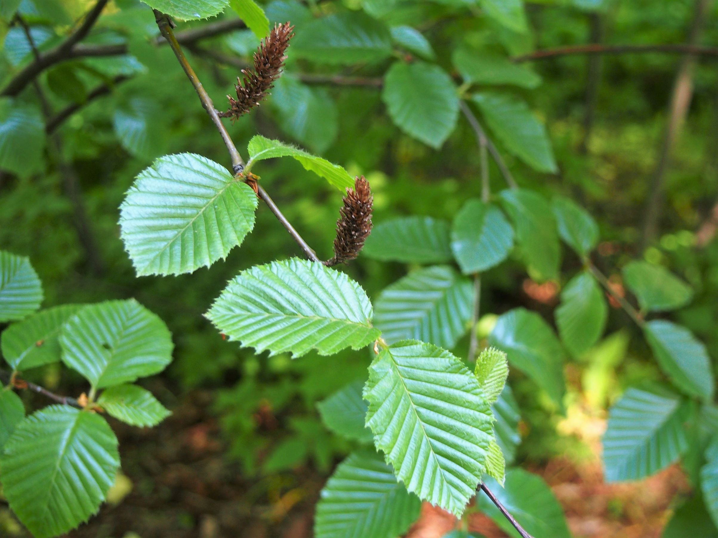 Transcaucasian birch