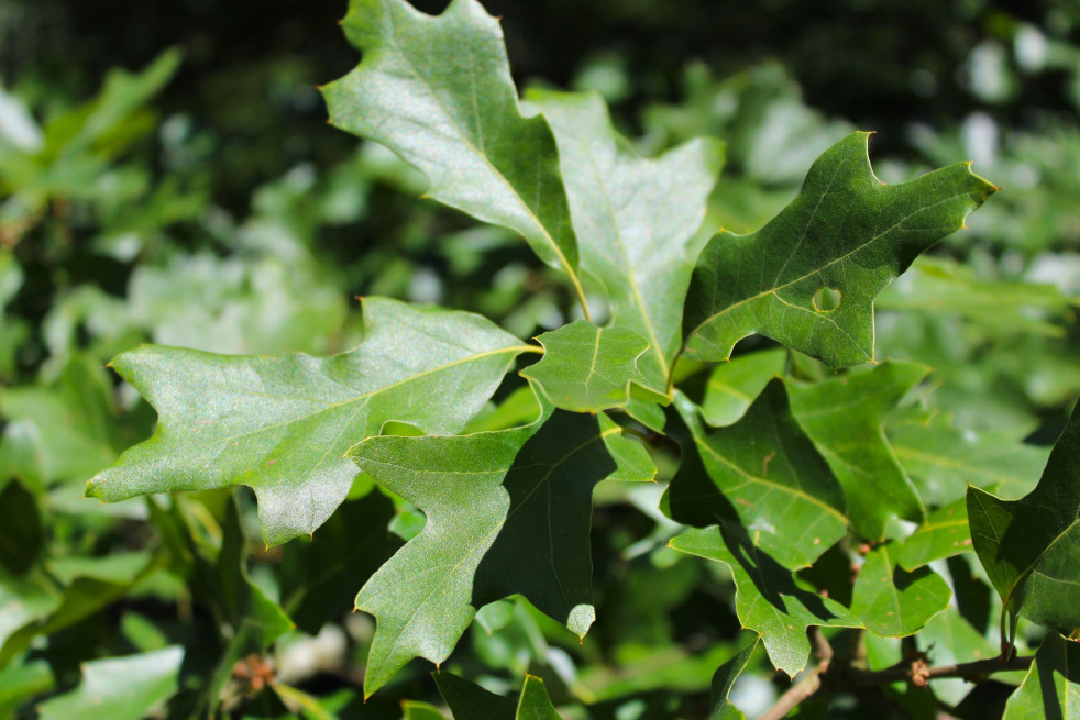 Quercus ilicifolia - Jardins du Monde.be