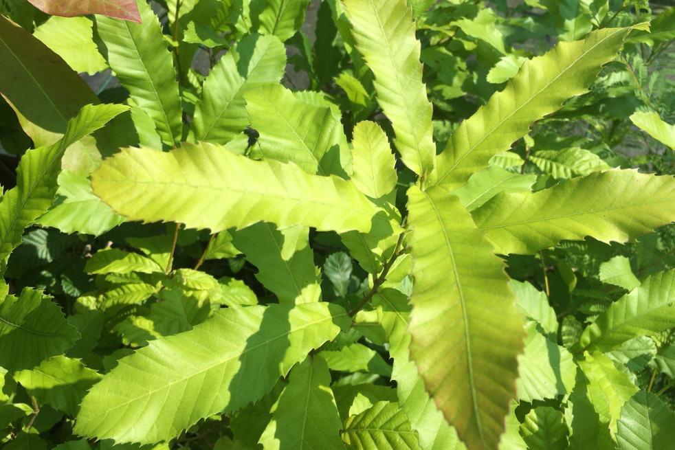 Quercus acutissima - Jardins du Monde.be