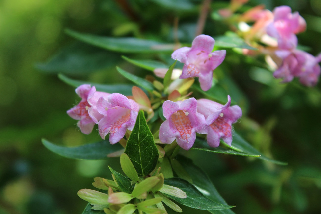 Edward Goucher glossy abelia