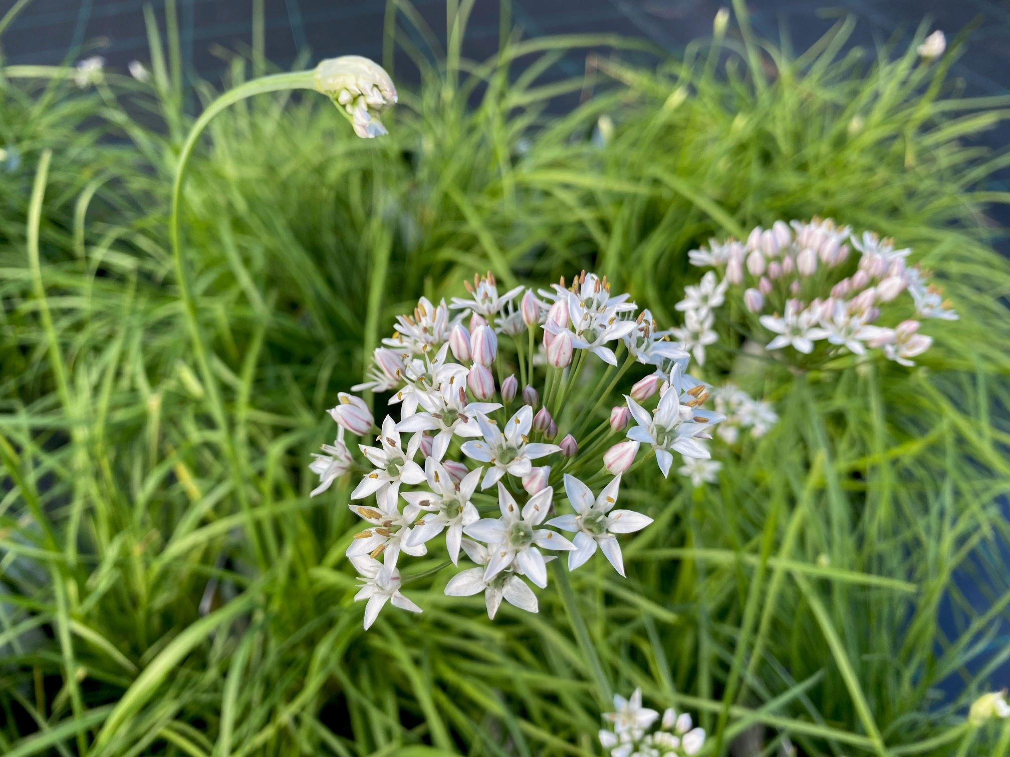 Garlic Chives