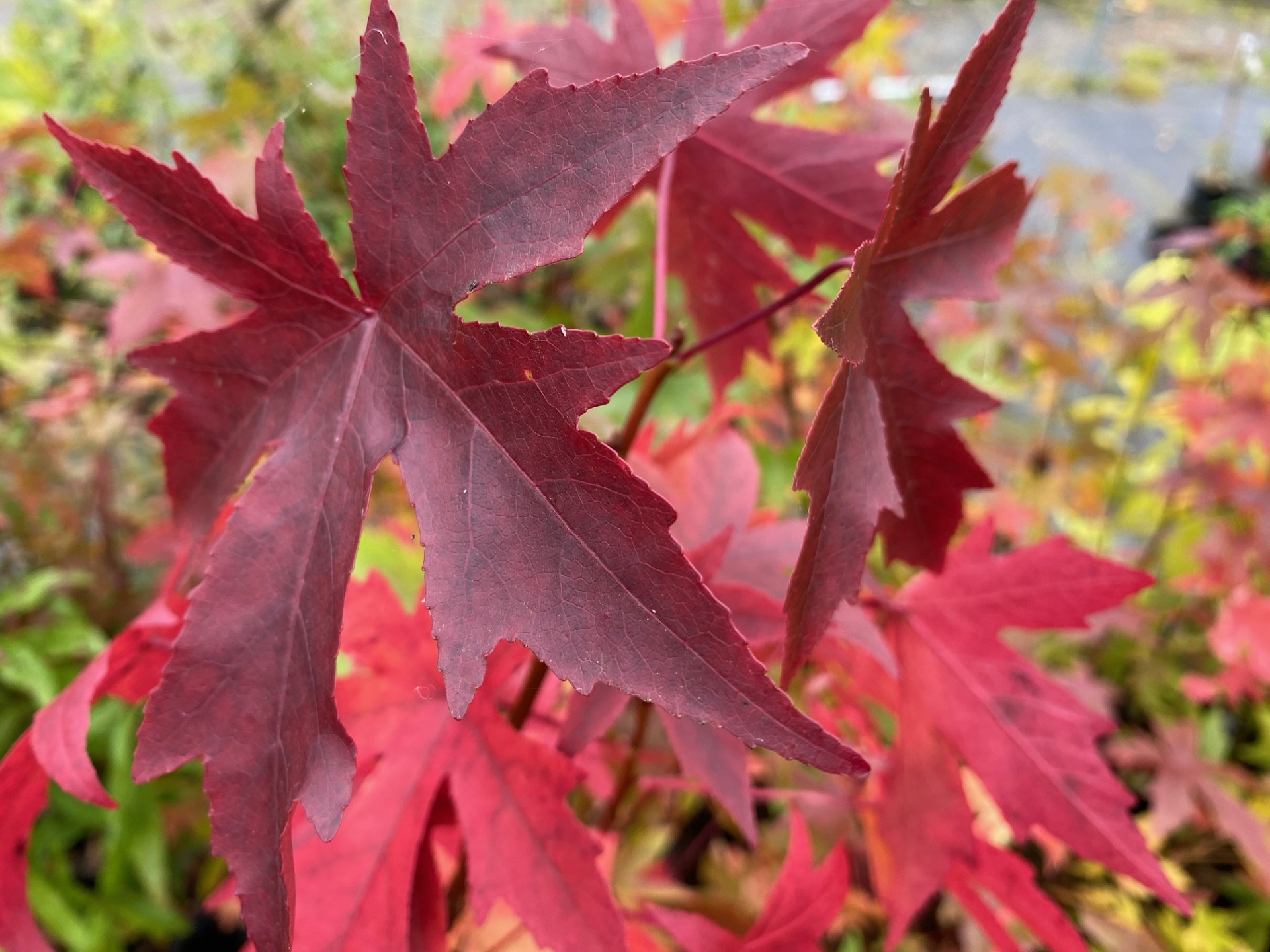 American Sweetgum Worplesdon