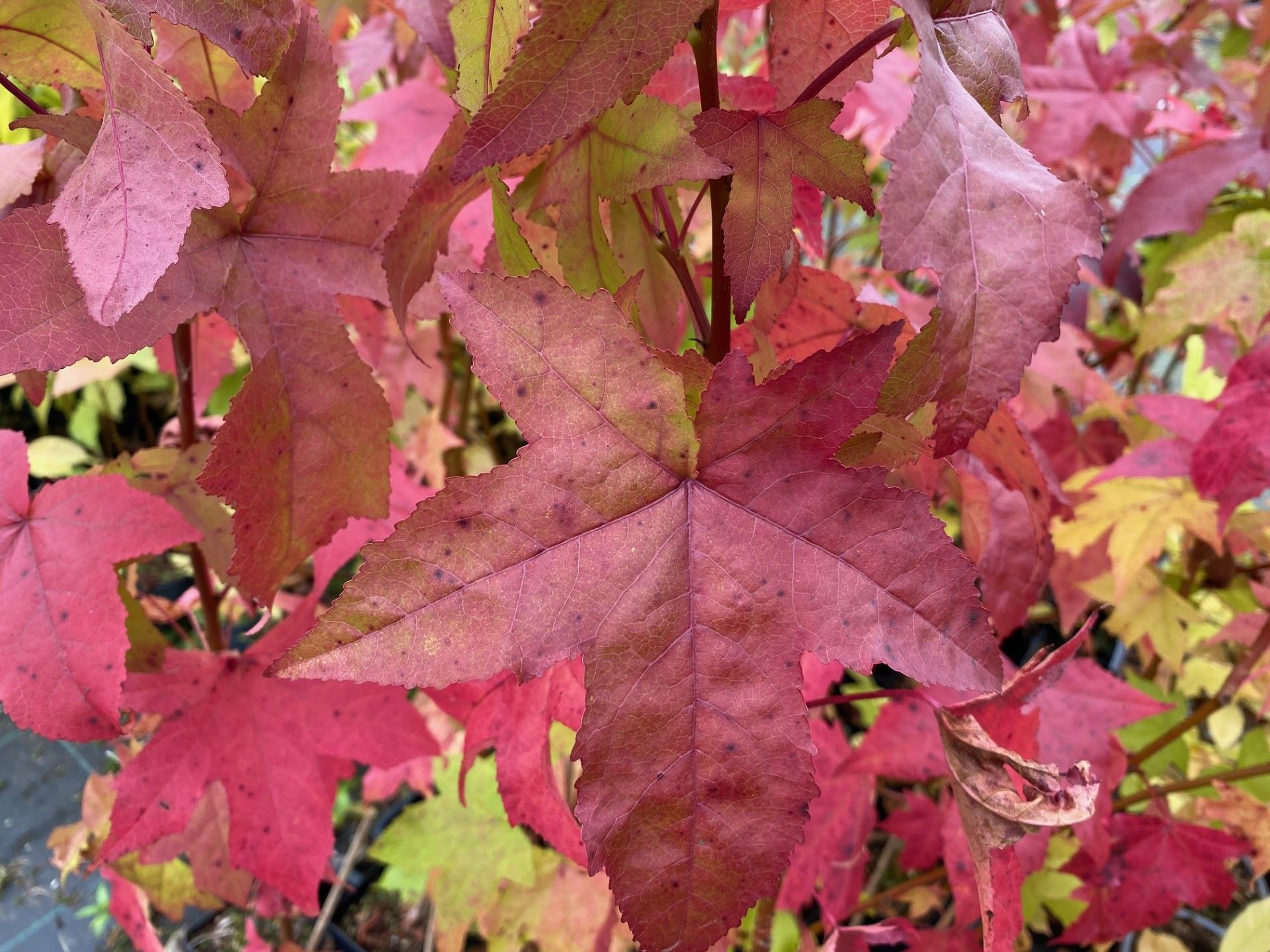 American Sweetgum Lane Roberts