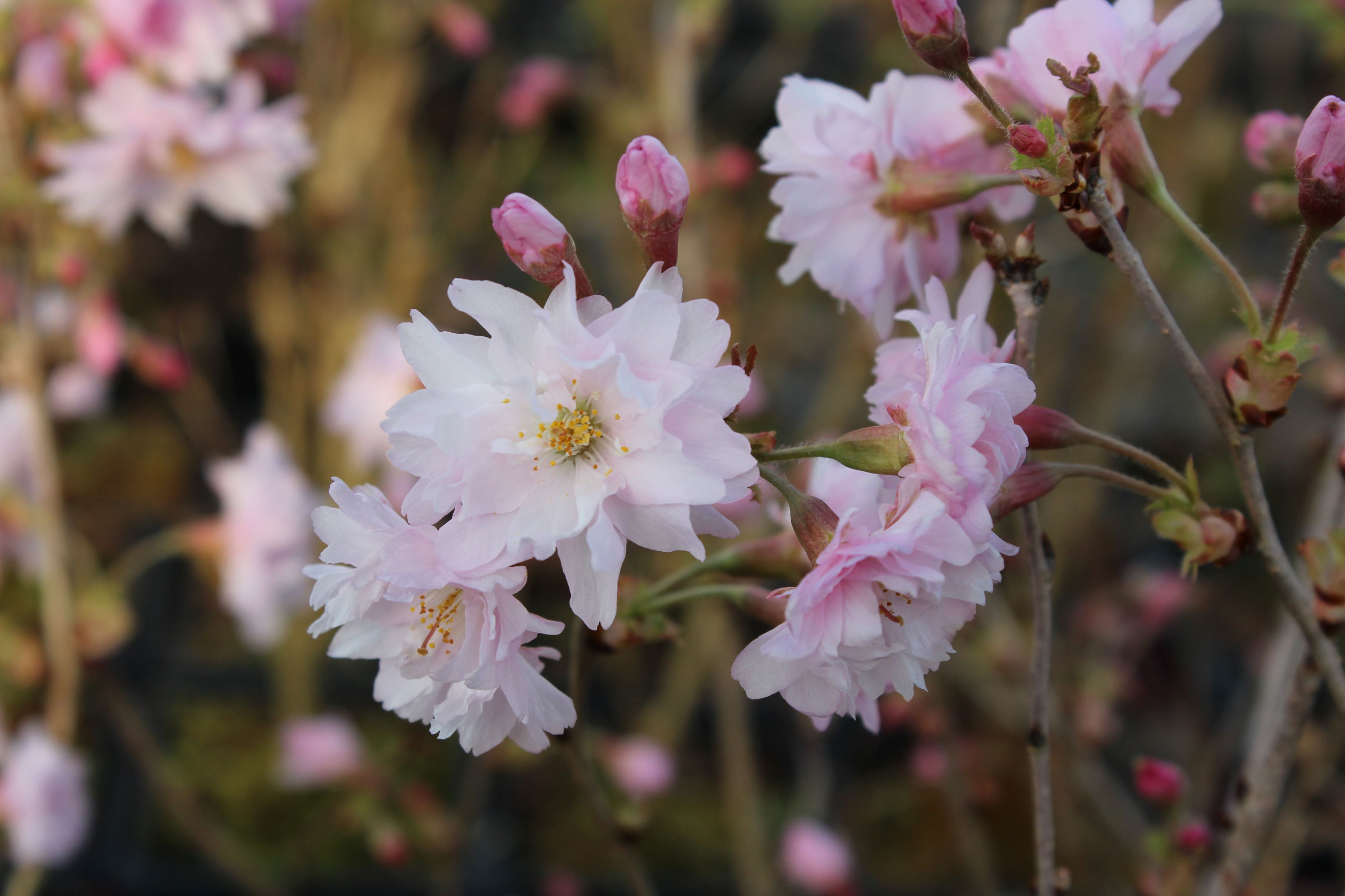 Japanse sierkers Oshidori