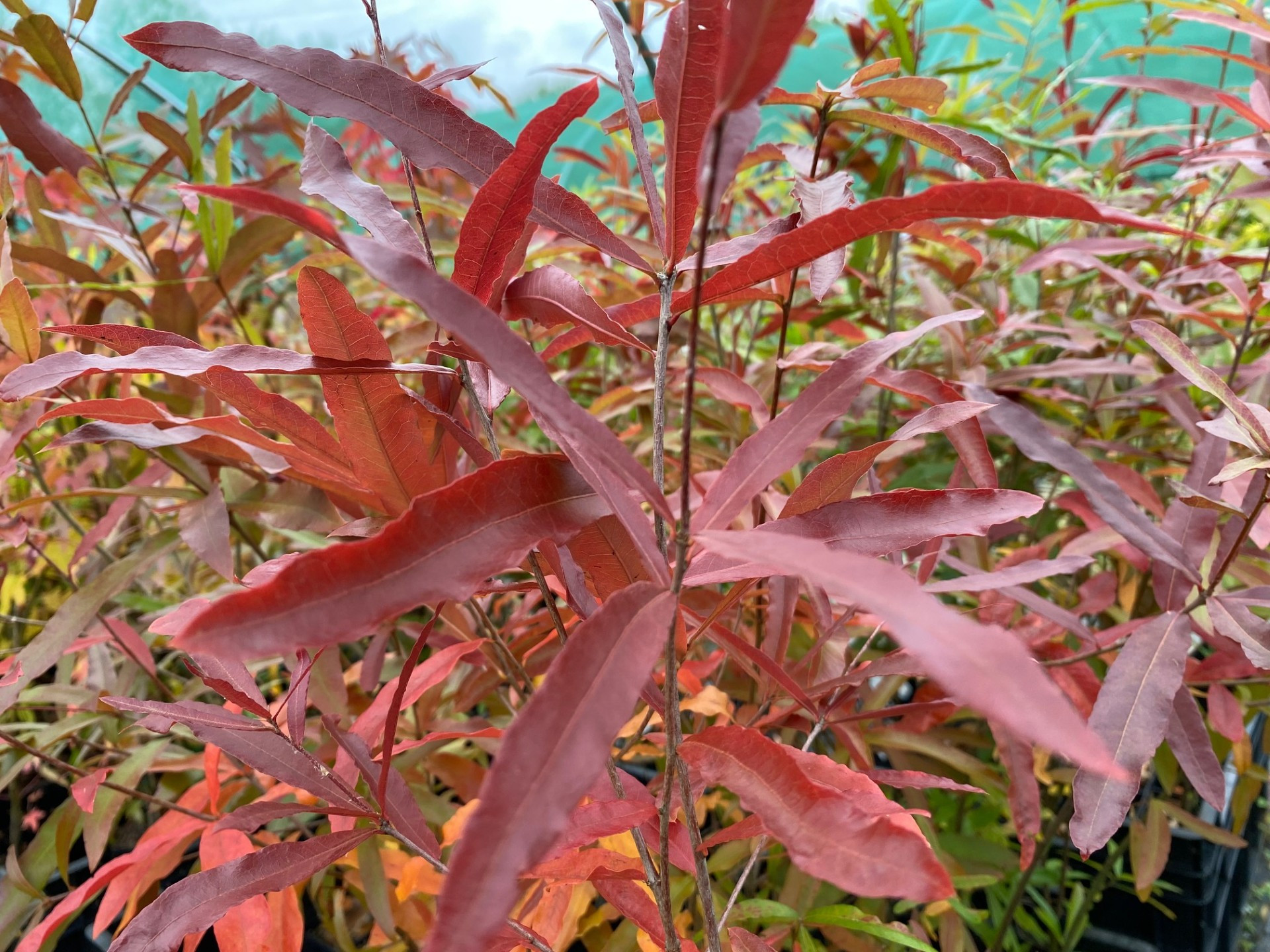 Chêne à feuilles de Saule