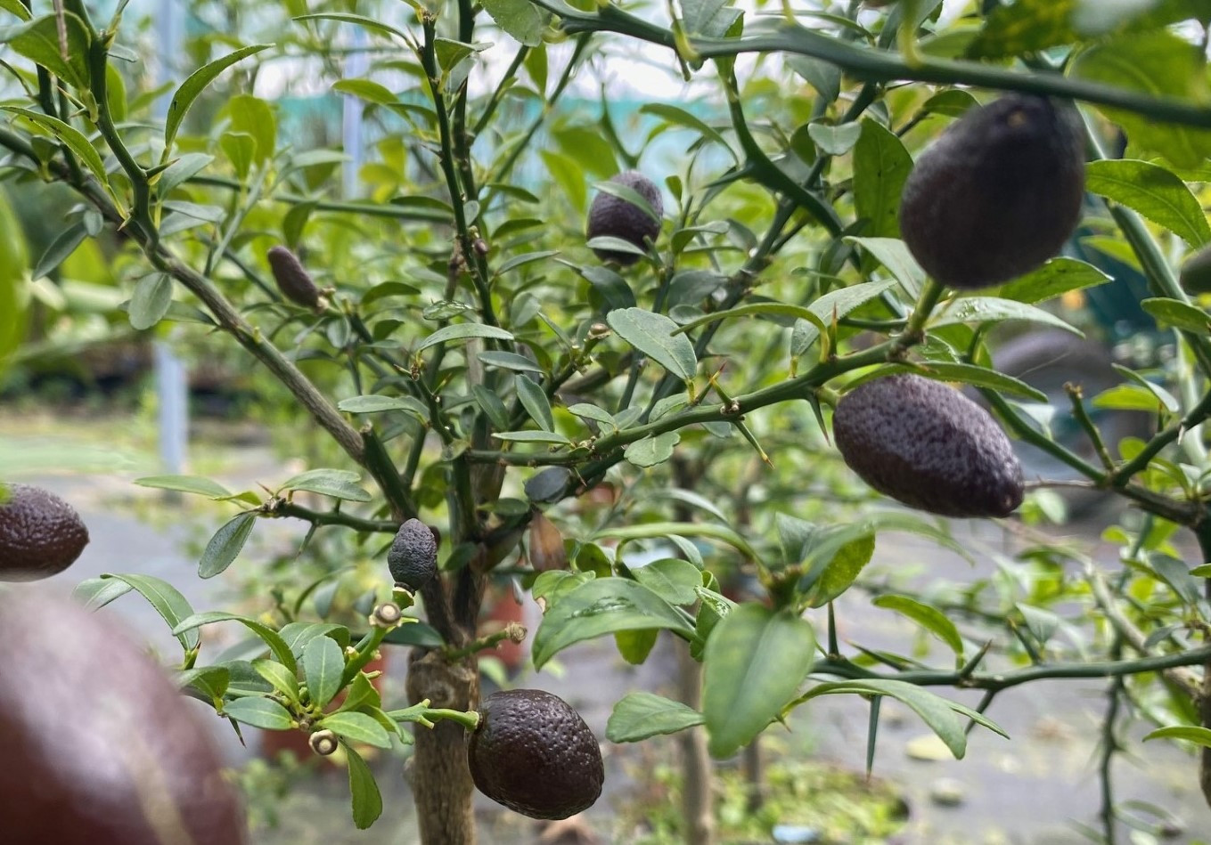 Australische Fingerlimette