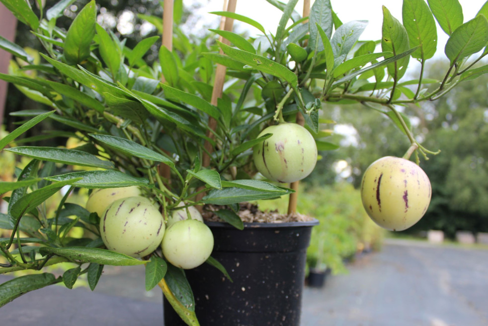 Pépino - poire-melon - Morelle de Wallis - Solanum Muricatum