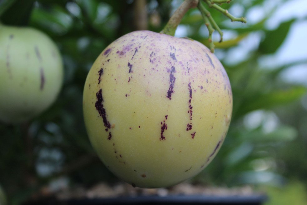 Pépino - poire-melon - Morelle de Wallis - Solanum Muricatum