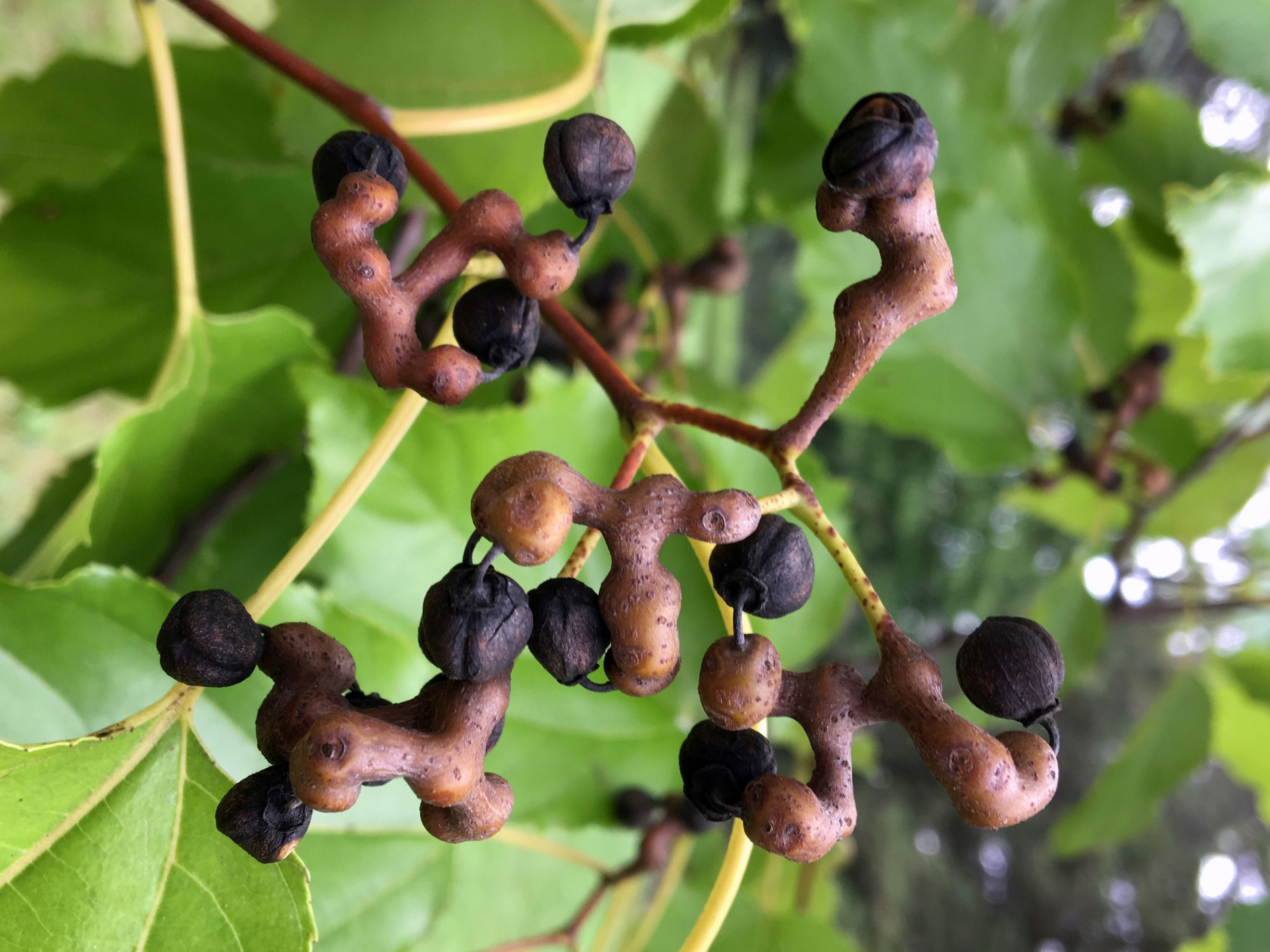 Japanese raisin tree in 5 liter pot