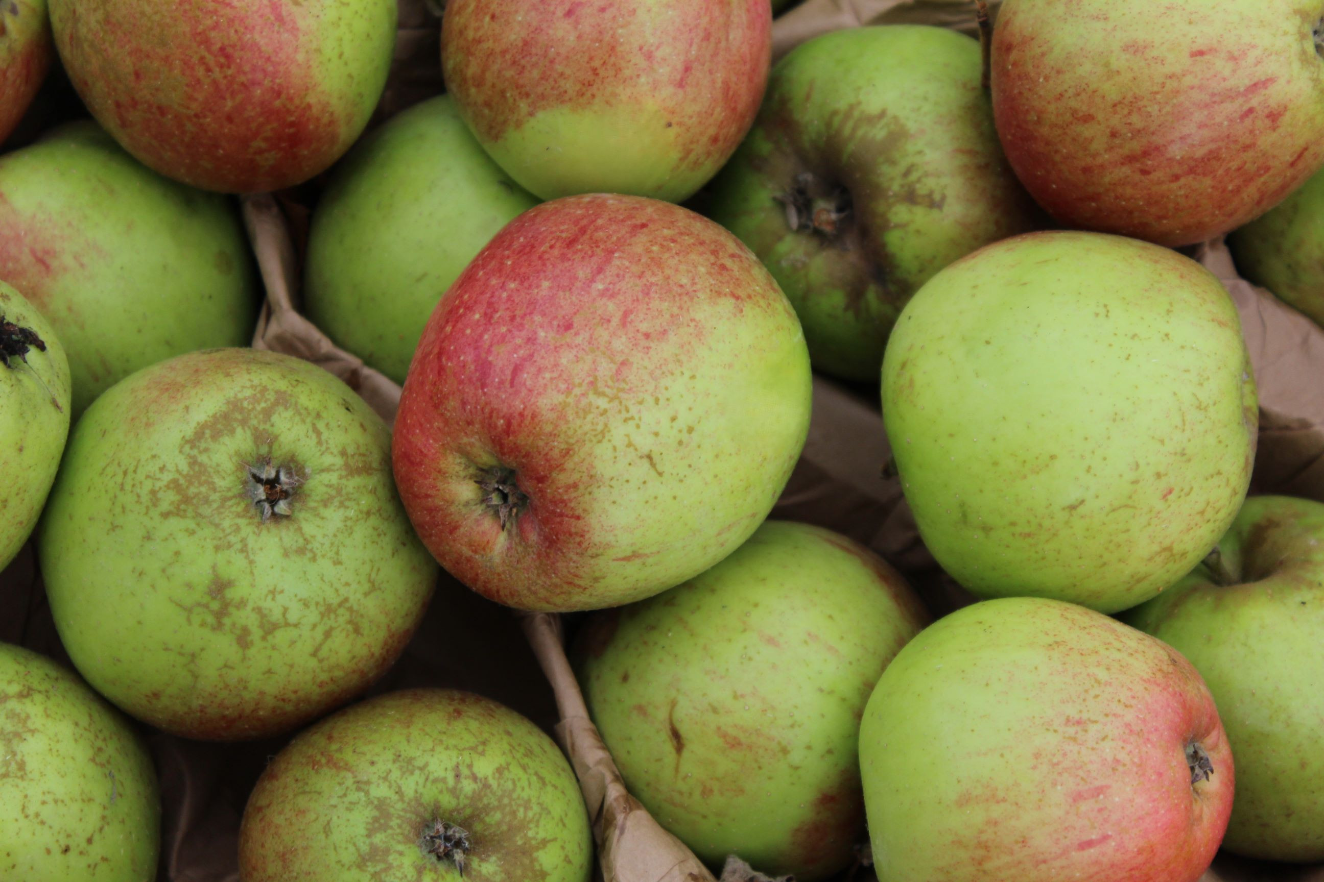 Gueule de Mouton apple tree