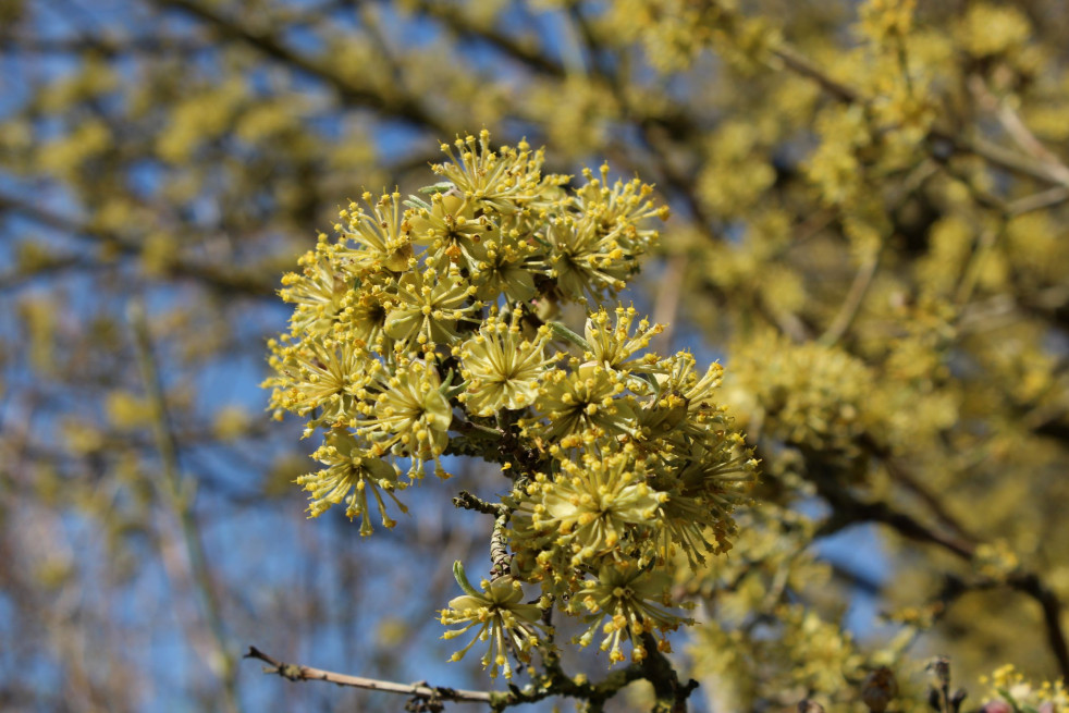 Cornus mas Aurea - flower (Jardins du Monde.be)