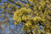 Cornus mas Aurea - flower (Jardins du Monde.be)