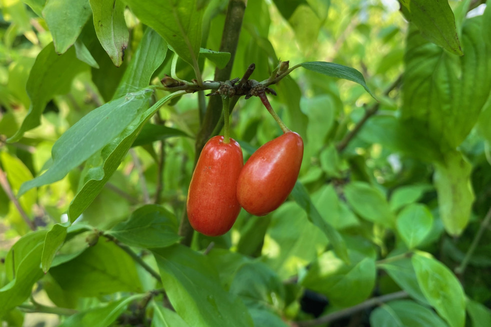 Cornus mas Aurea - fruits (Jardins du Monde.be)