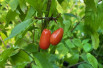 Cornus mas Aurea - fruits (Jardins du Monde.be)