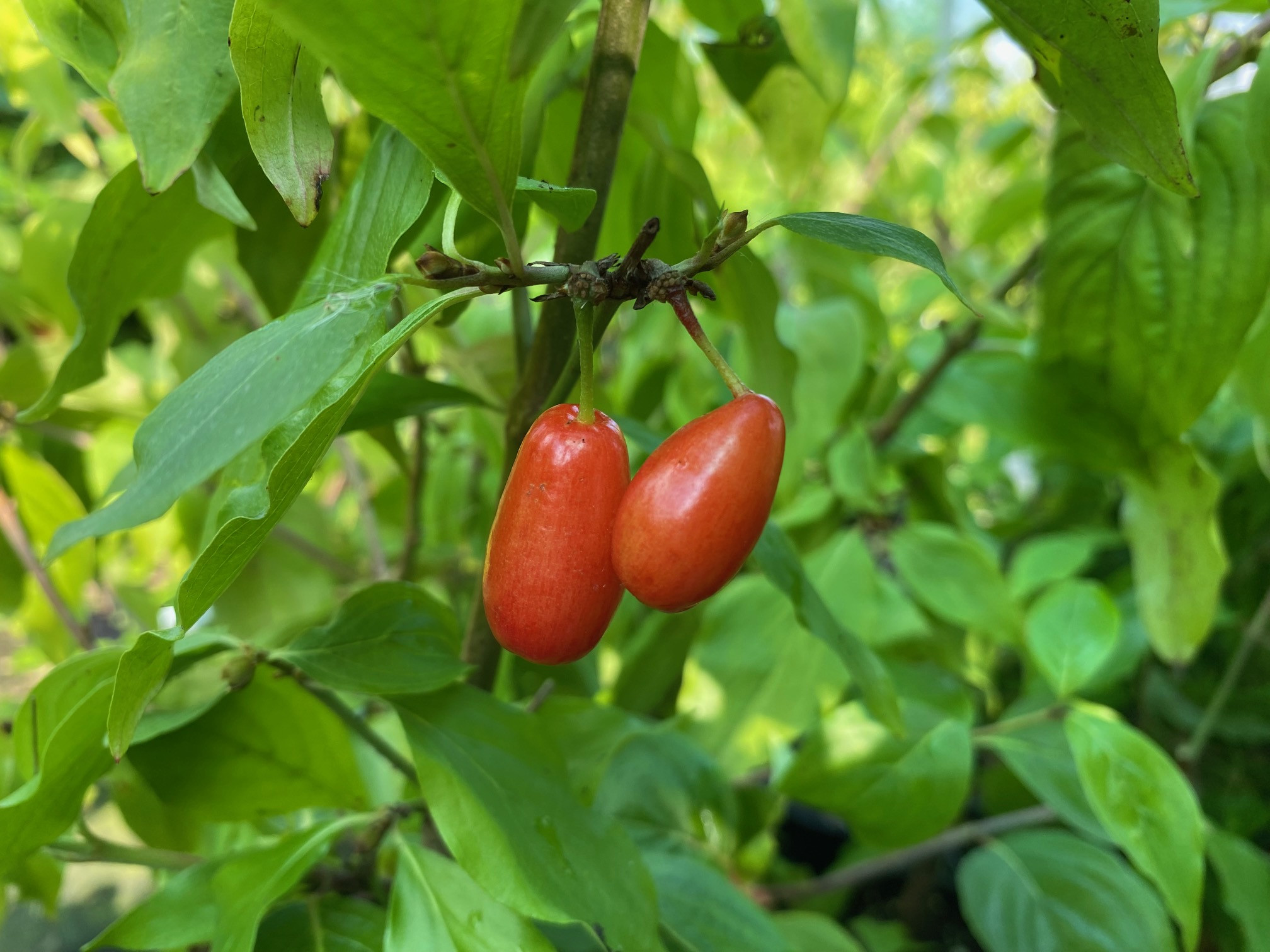 Gele kornoelje Aurea