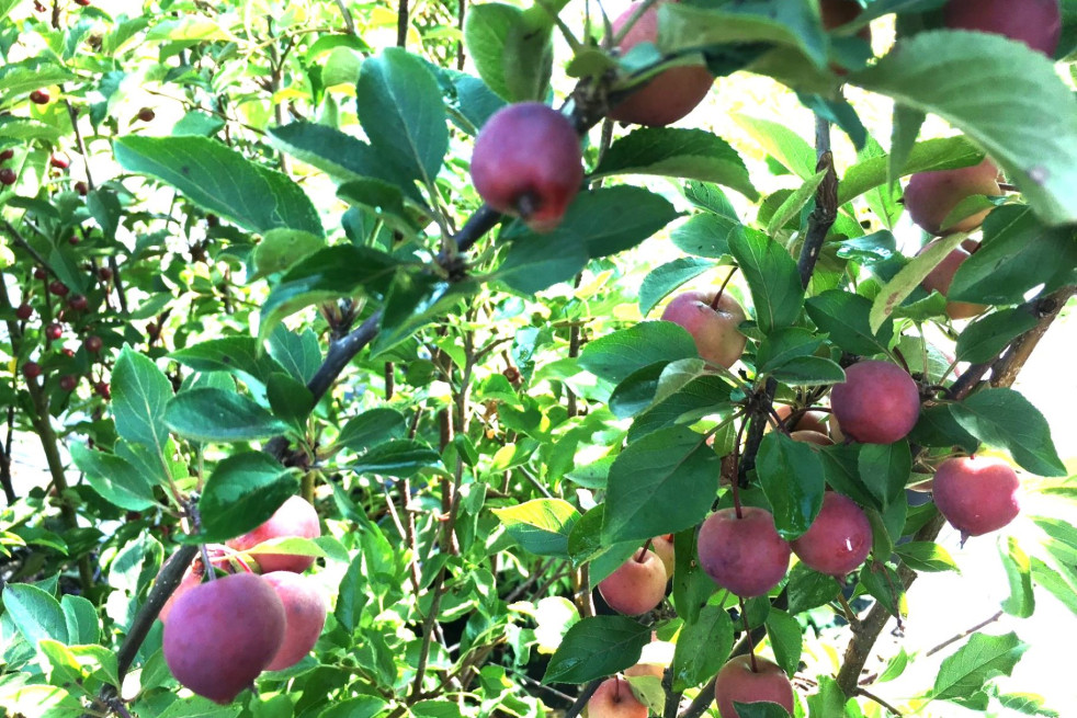 Malus purpurea Neville Copeman