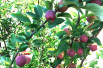 Malus purpurea Neville Copeman