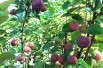 Malus purpurea Neville Copeman