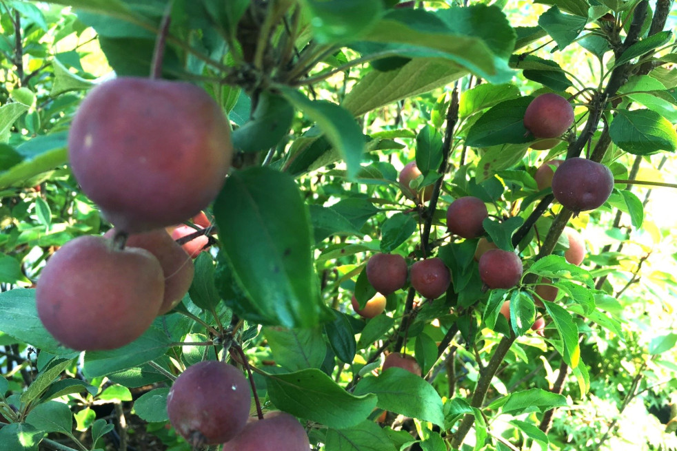 Malus purpurea Neville Copeman