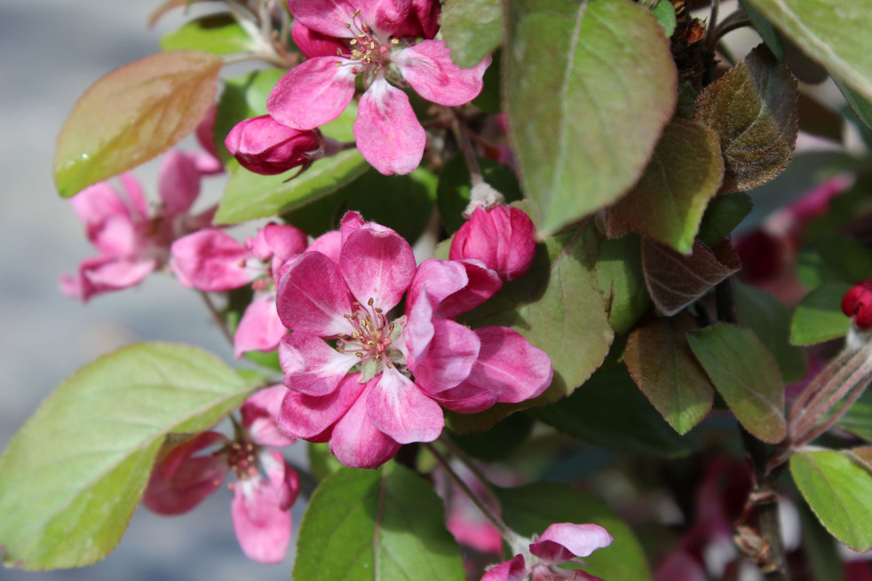 Malus purpurea Neville Copeman