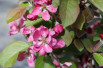 Malus purpurea Neville Copeman