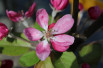 Malus purpurea Neville Copeman