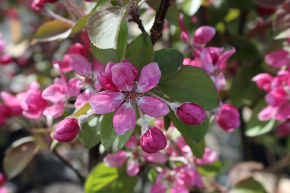 Malus purpurea Neville Copeman