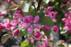 Malus purpurea Neville Copeman