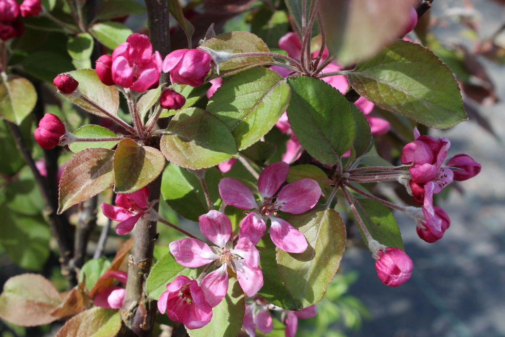 Malus purpurea Neville Copeman