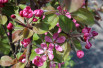 Malus purpurea Neville Copeman