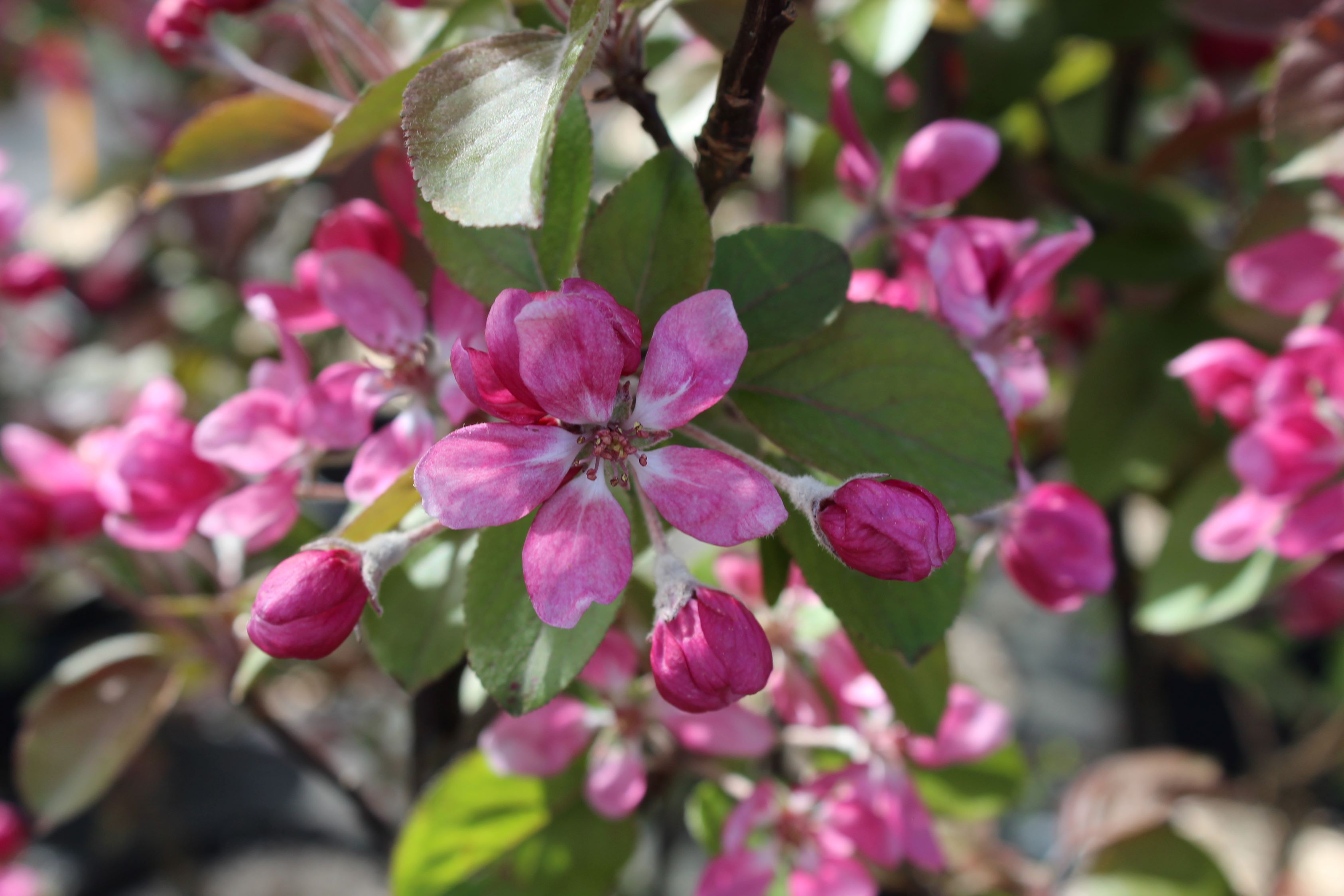 Purple Crab Apple Neville Copeman