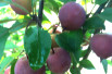 Malus purpurea Neville Copeman - Jardins du Monde.be