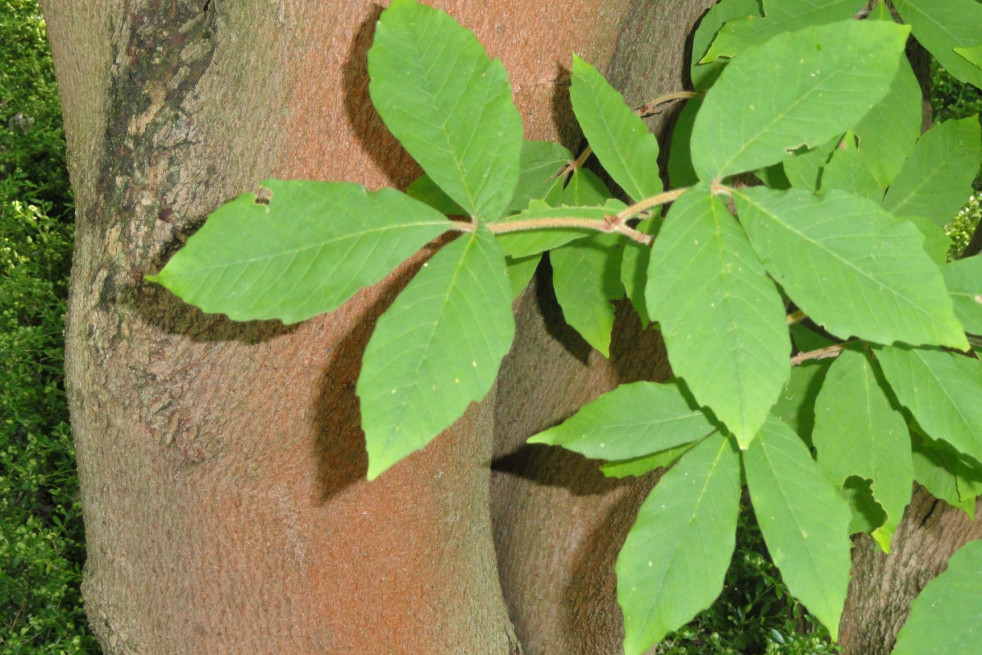 Acer maximowiczianum - Érable de Nikko