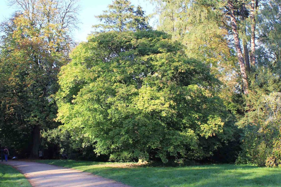 Acer Maximowiczianum, Westonbirt Arboretum by David P Howard, CC BY-SA 2.0, via Wikimedia Commons