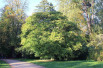 Acer Maximowiczianum, Westonbirt Arboretum by David P Howard, CC BY-SA 2.0, via Wikimedia Commons