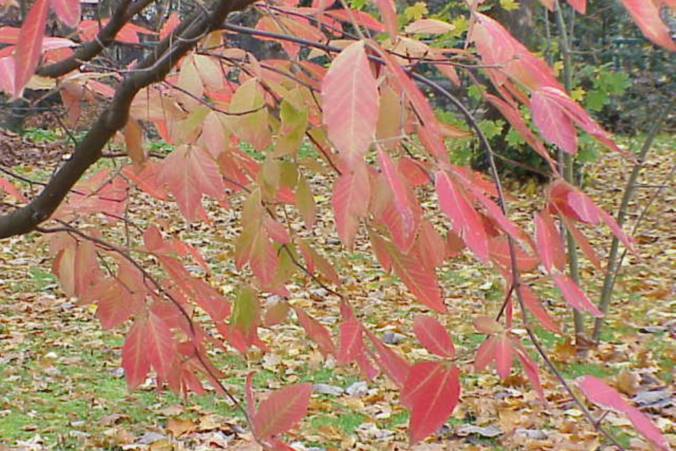 Acer maximowiczianum Kurt Stüber [1], CC BY-SA 3.0, via Wikimedia Commons