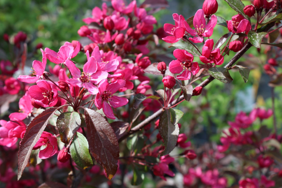 Malus Profusion - Jardins du Monde.be