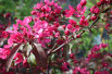 Malus Profusion - Jardins du Monde.be