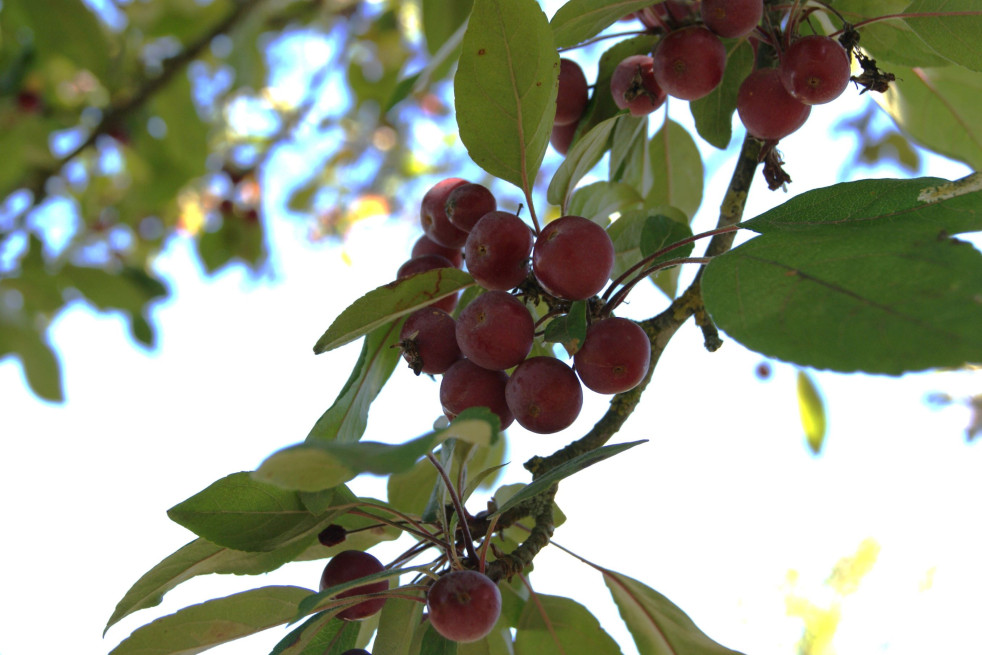 Malus Profusion - fruits - Jardins du Monde.be