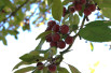 Malus Profusion - fruits - Jardins du Monde.be