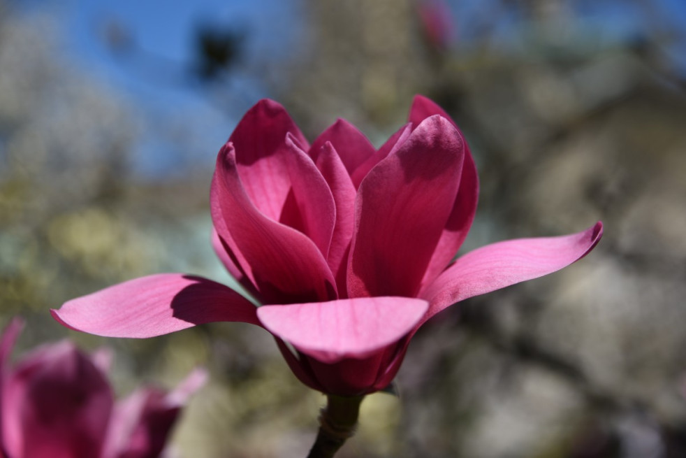 Magnolia soulangeana liliflora Genie