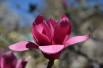 Magnolia soulangeana liliflora Genie