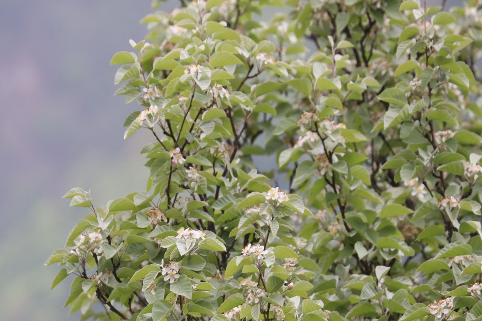 Malus Tschonoskii - Alpsdake, CC BY-SA 4.0, via Wikimedia Commons