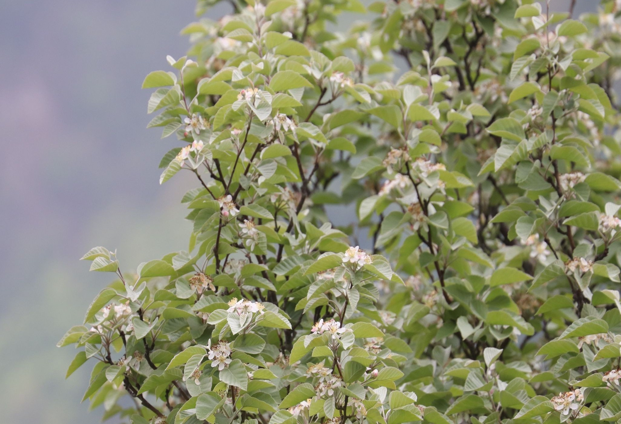 Pommier d'ornement Tschonoskii